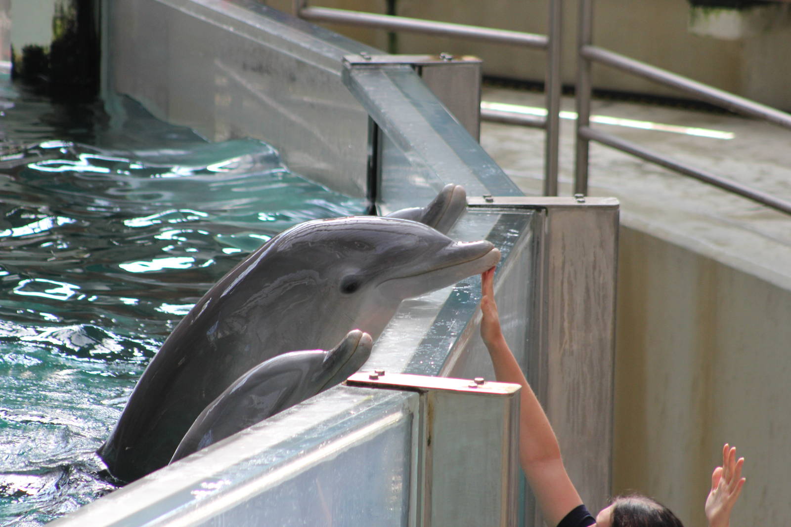 Common bottlenose dolphin