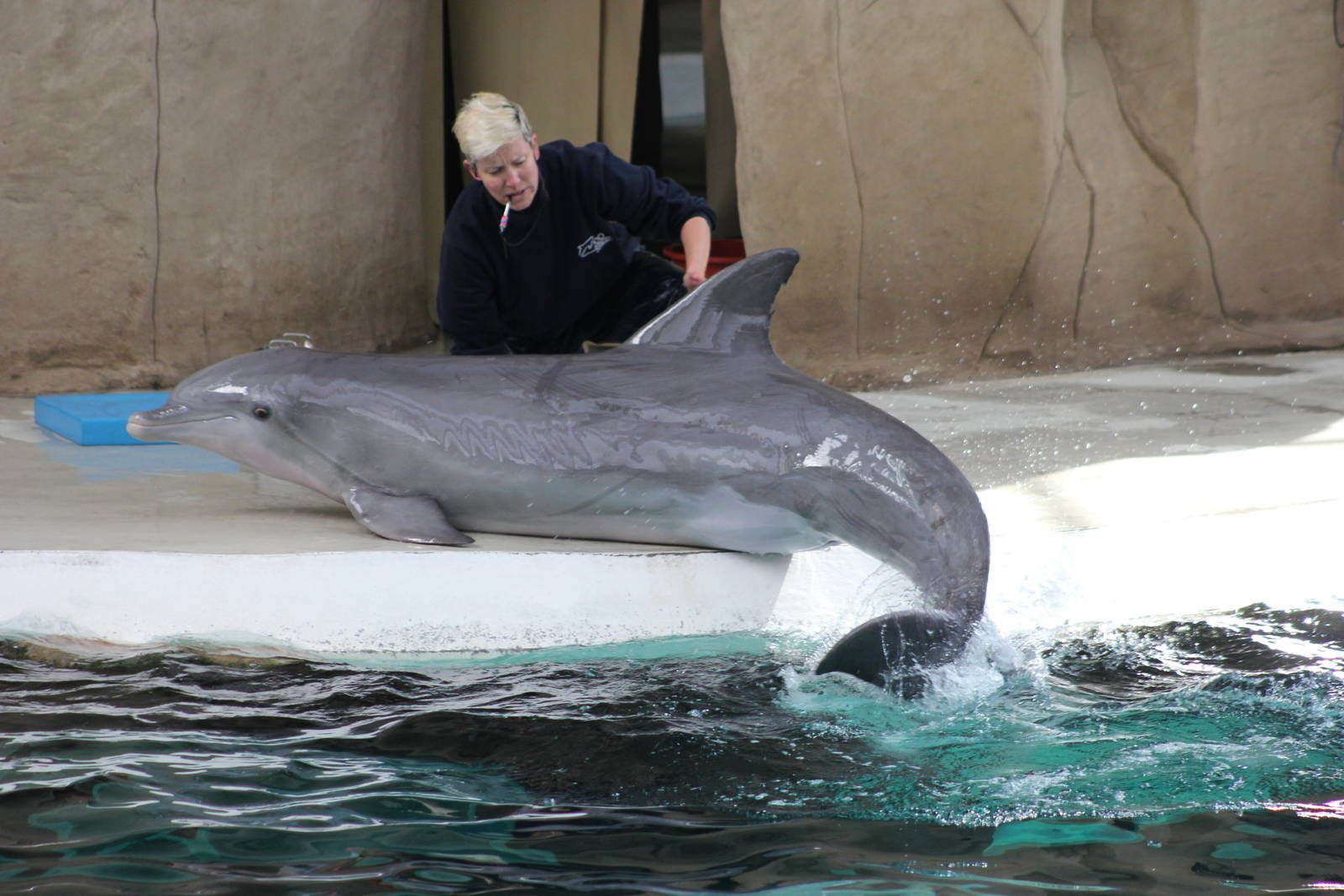 Common bottlenose dolphin