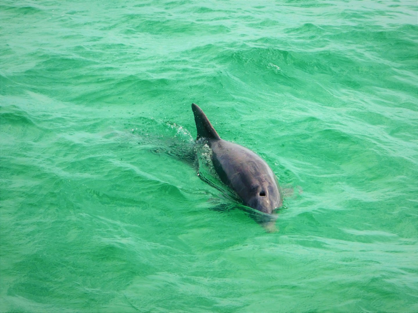 Common Bottlenose Dolphin