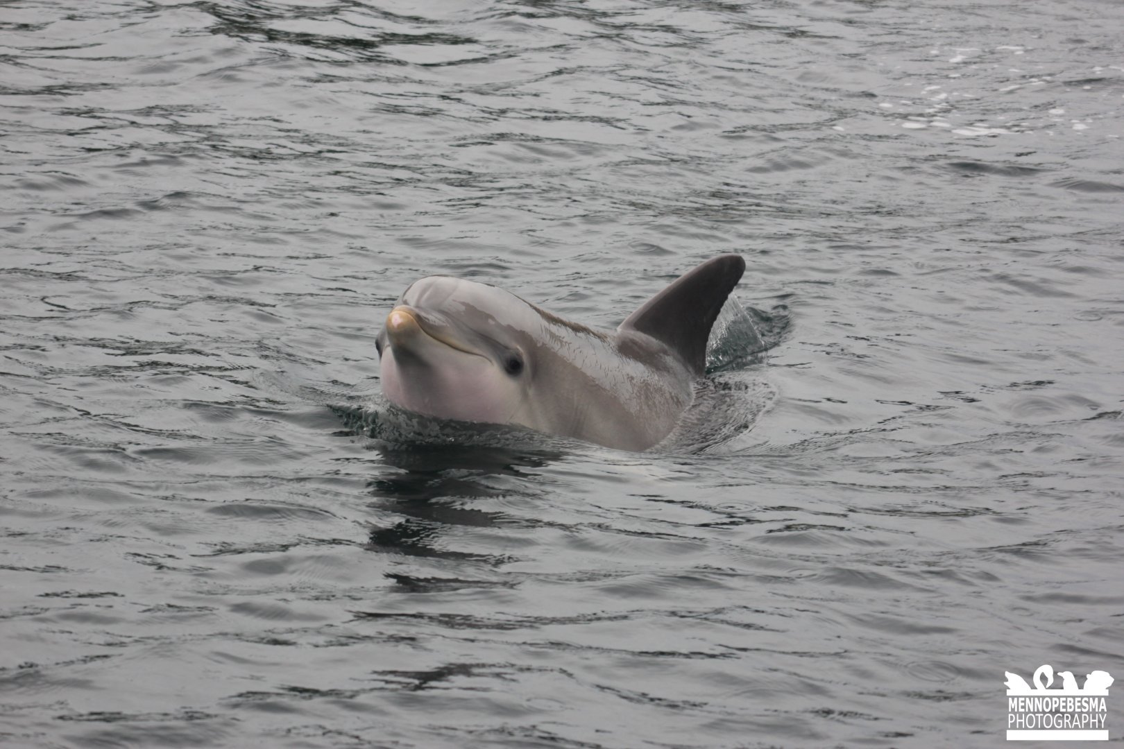 Common bottlenose dolphin