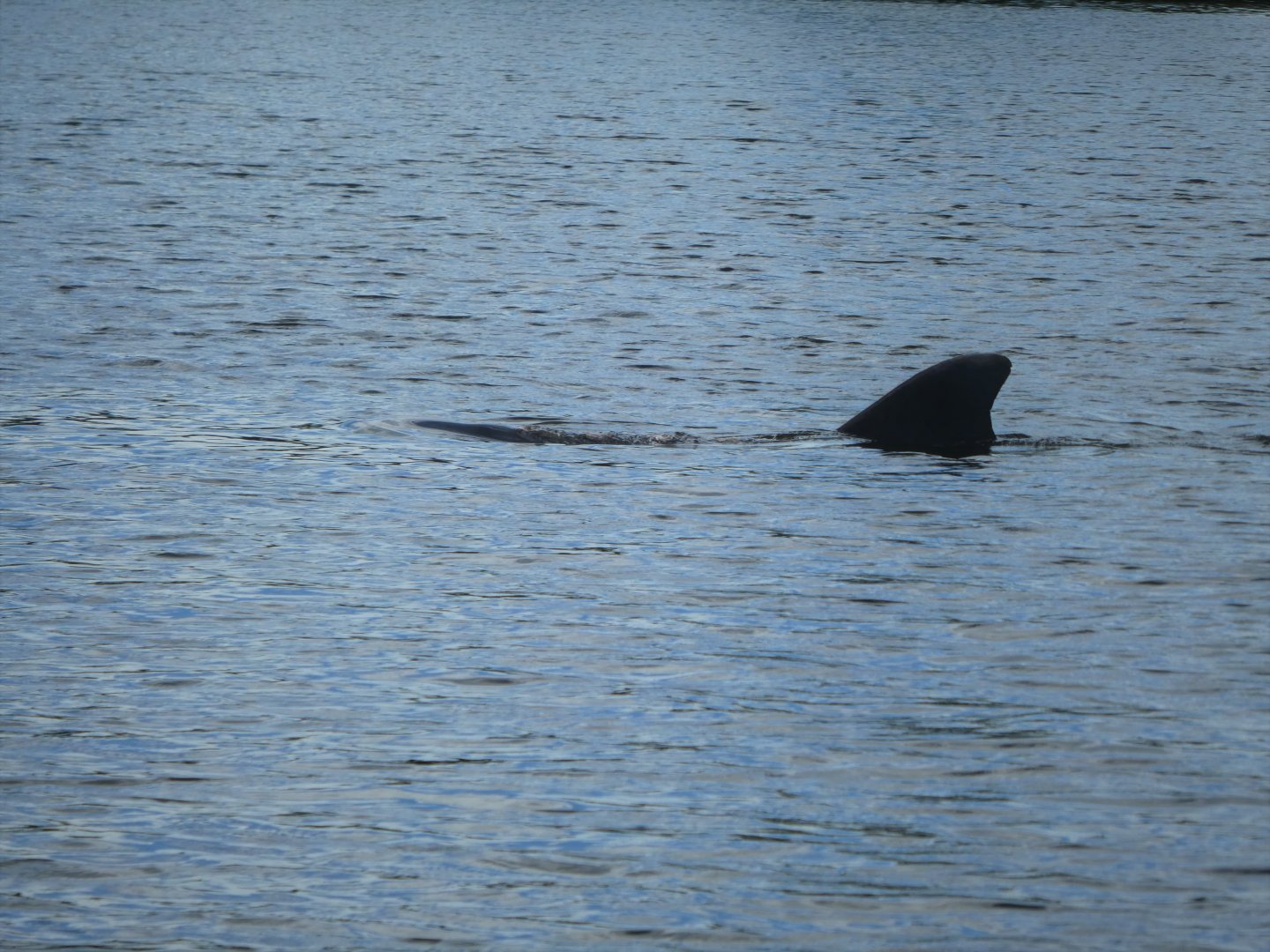 Common Bottlenose Dolphin