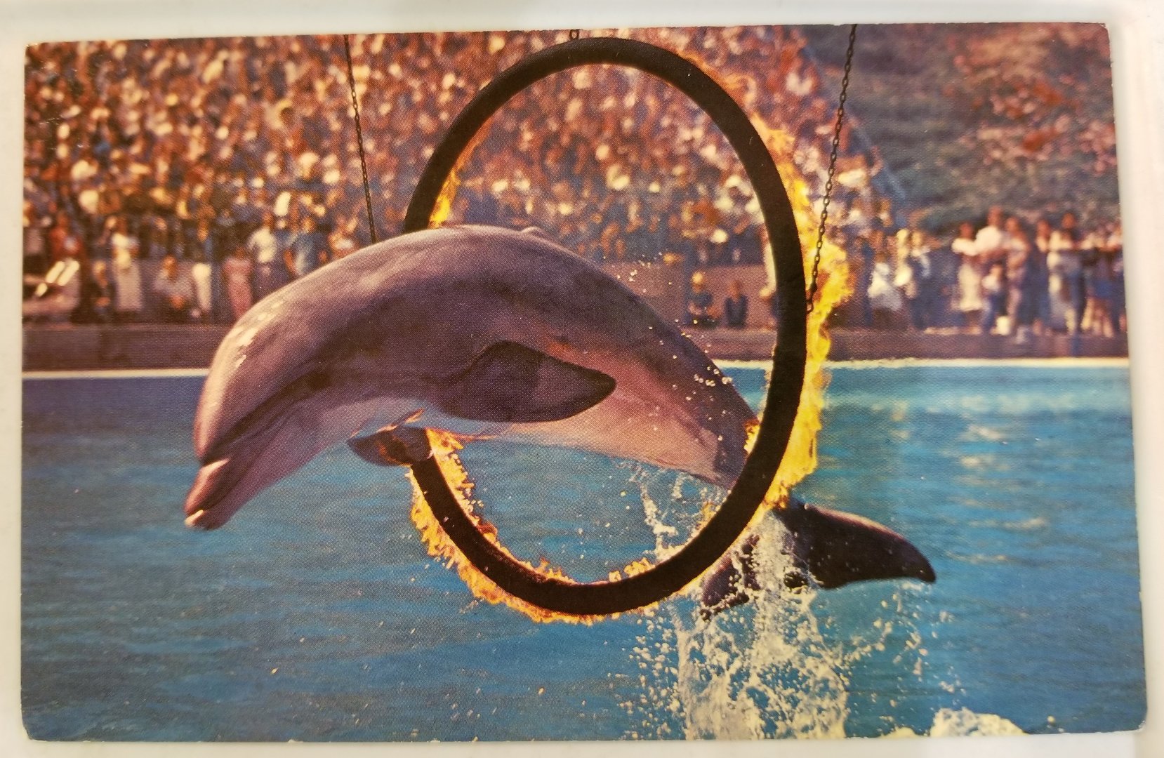 Common bottlenose dolphin