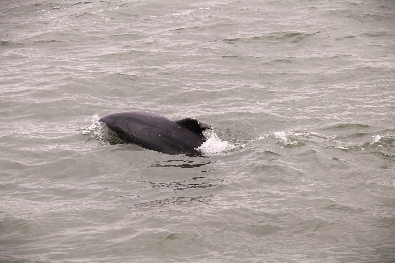 Common Bottlenose Dolphin