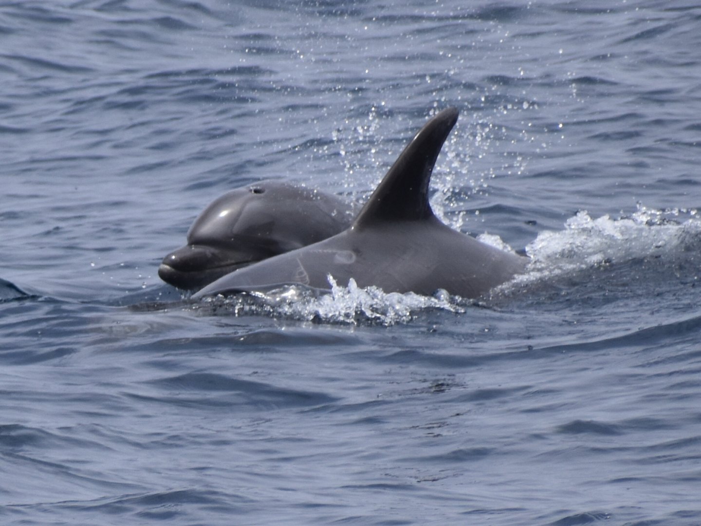 Common Bottlenose Dolphin