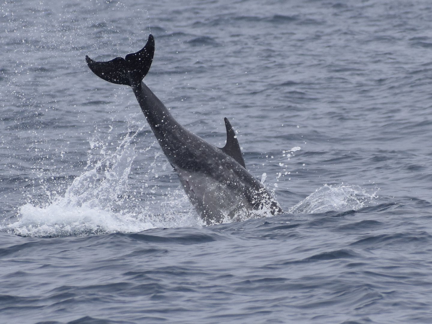 Common Bottlenose Dolphin