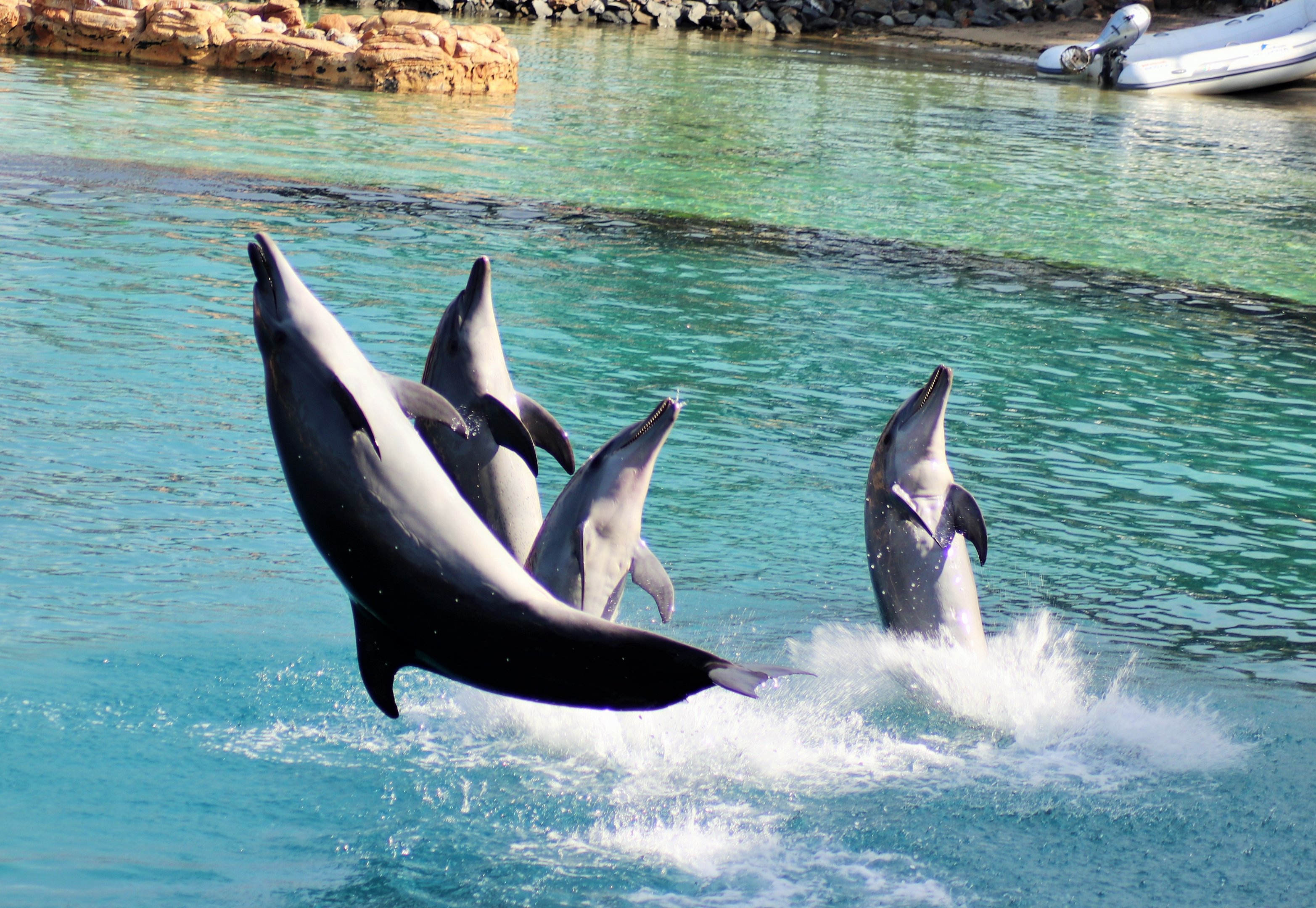 Common Bottlenose Dolphins (Tursiops truncatus)