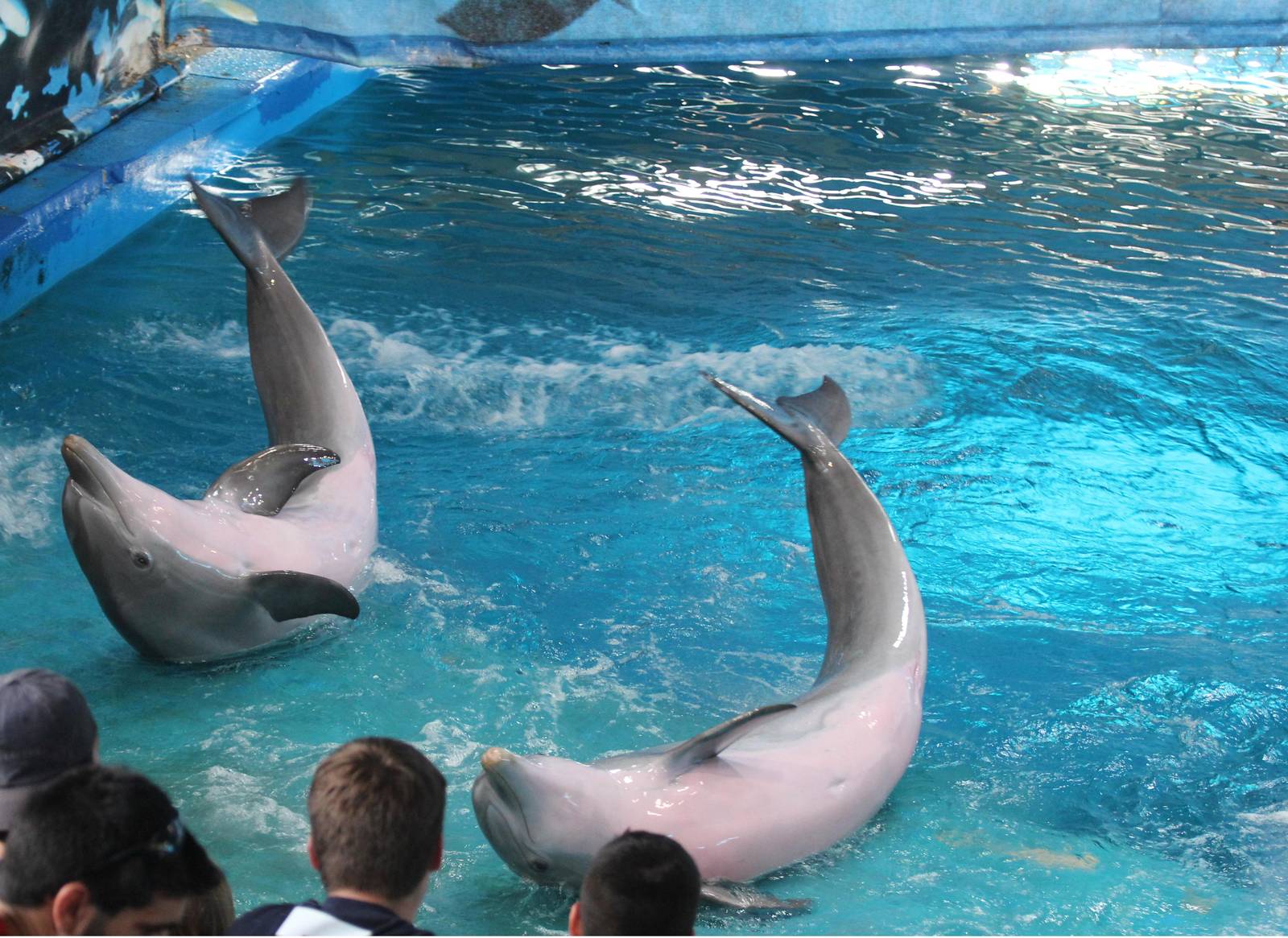 Common Bottlenose dolphins