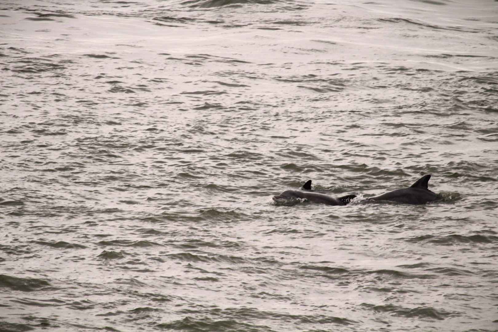 Common Bottlenose Dolphins