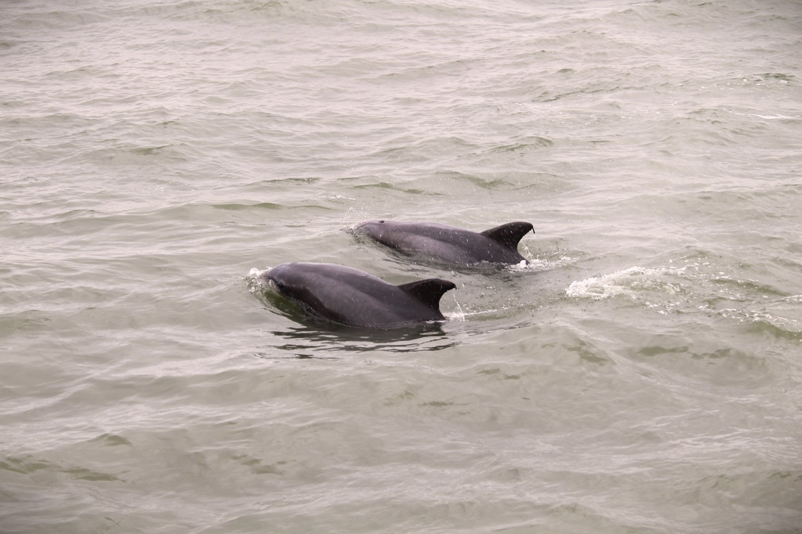 Common Bottlenose Dolphins