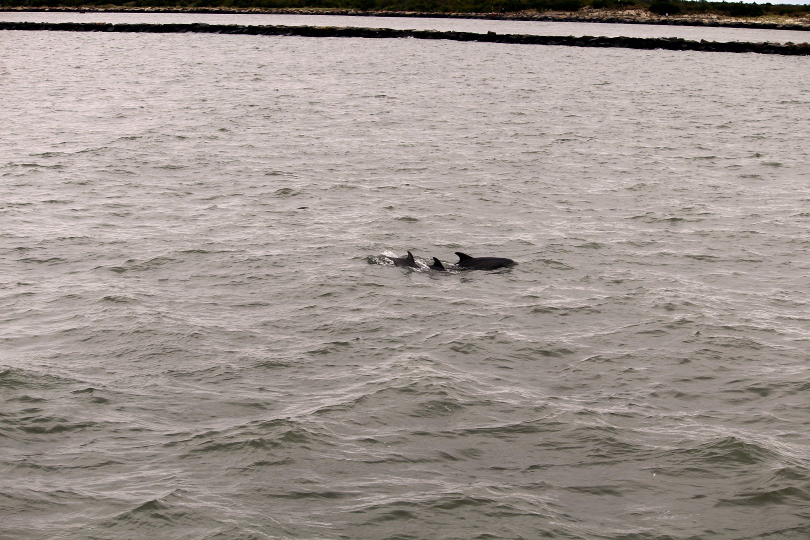 Common Bottlenose Dolphins