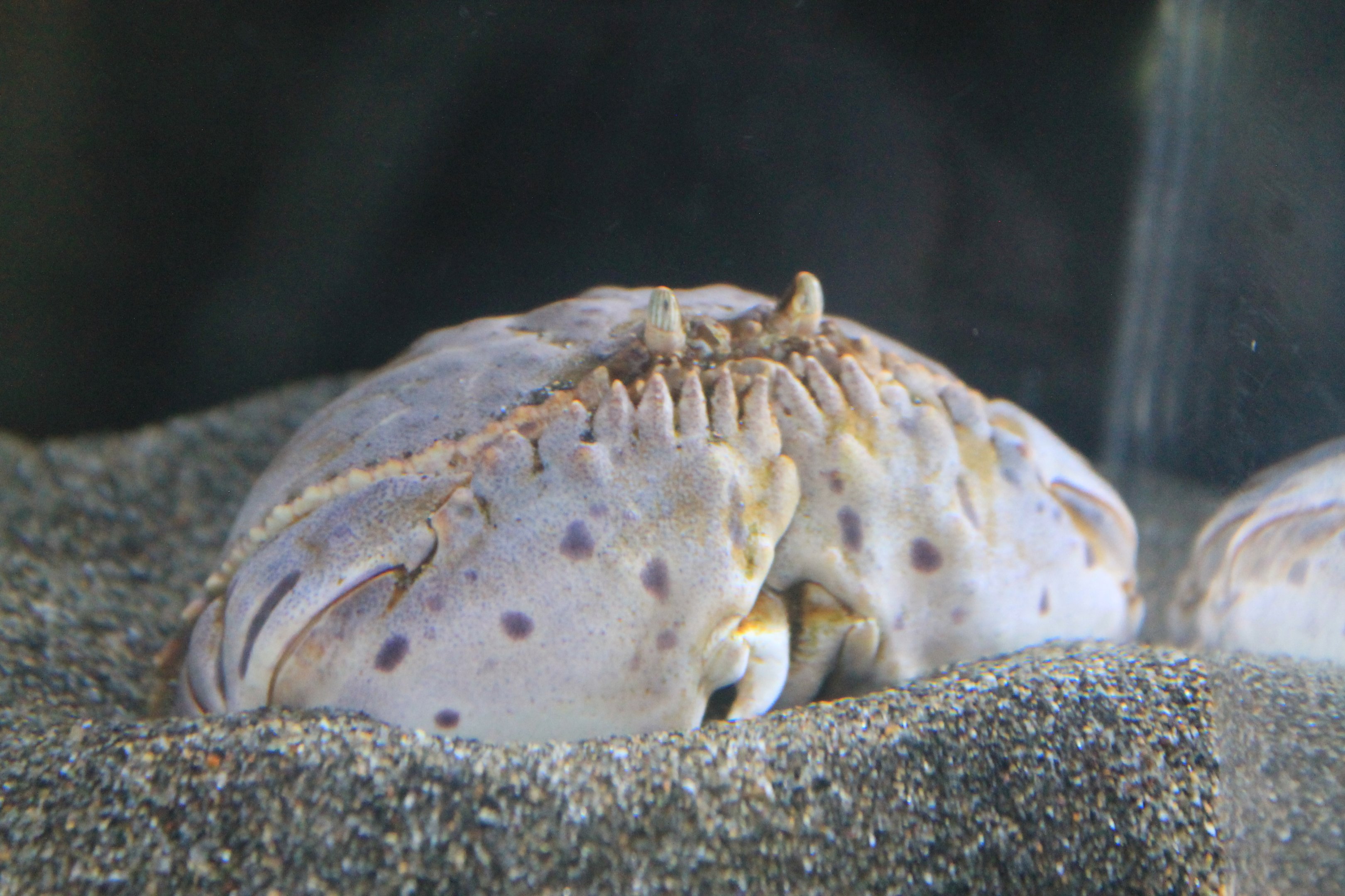 Common Box Crab (Calappa lophos)