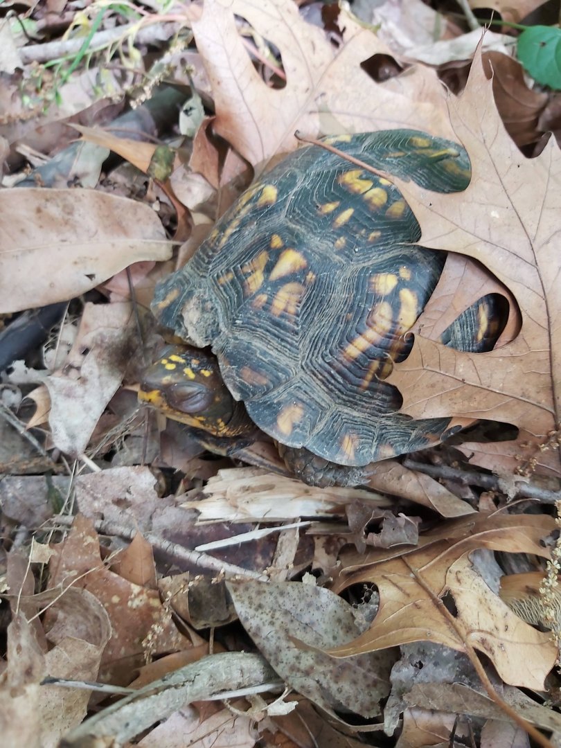 Common Box Turtle (Terrapene carolina carolina)