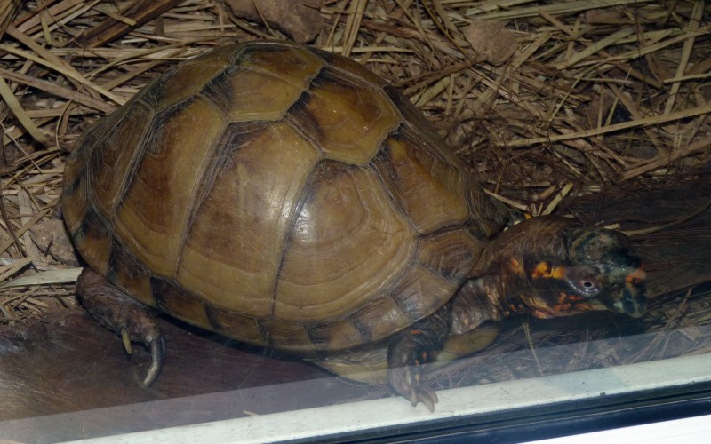 Common box turtle (Terrapene carolina)