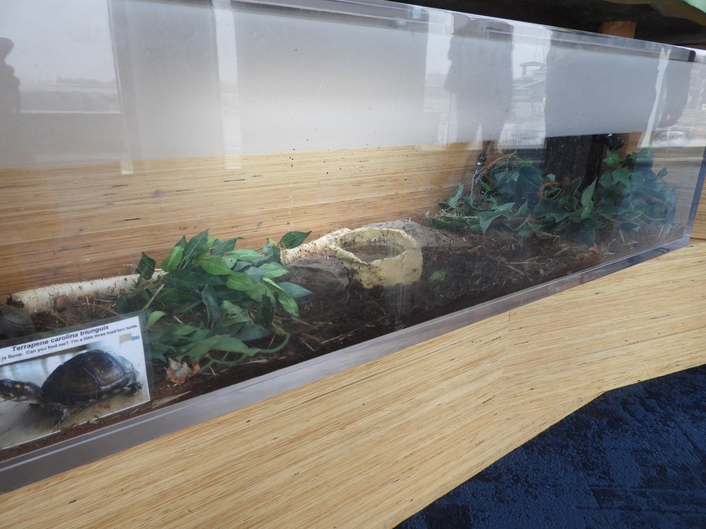 Common Box Turtle terrarium - Great Lakes Future - Reiman Aquarium