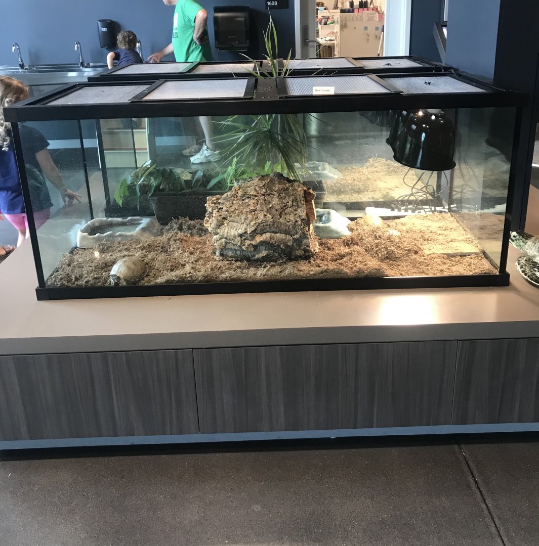 Common Box Turtle Terrarium