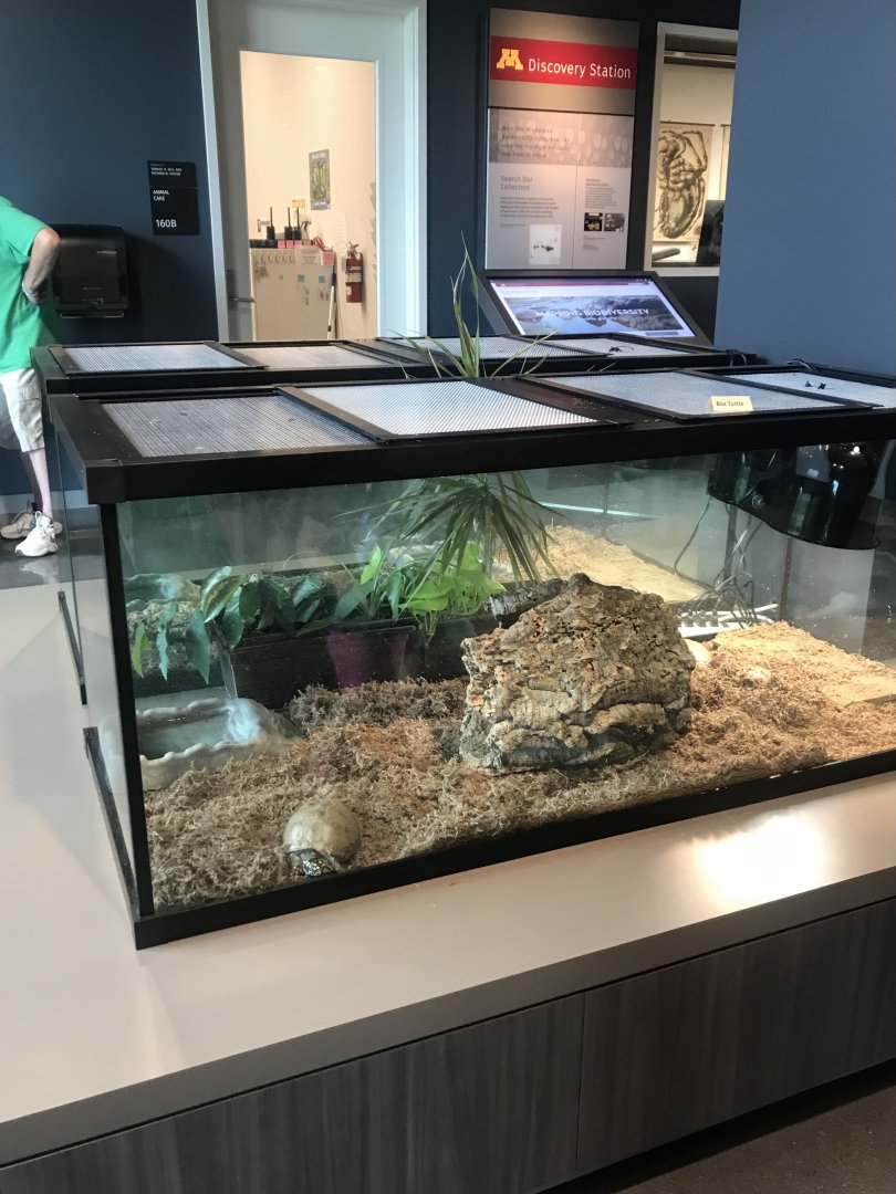 Common Box Turtle Terrariums