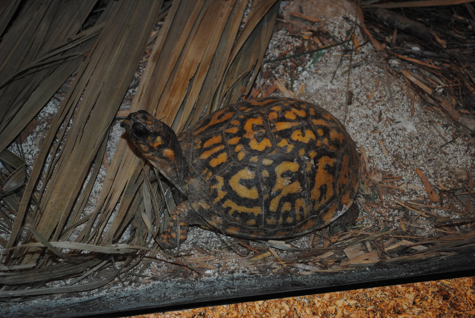 Common Box-Turtle