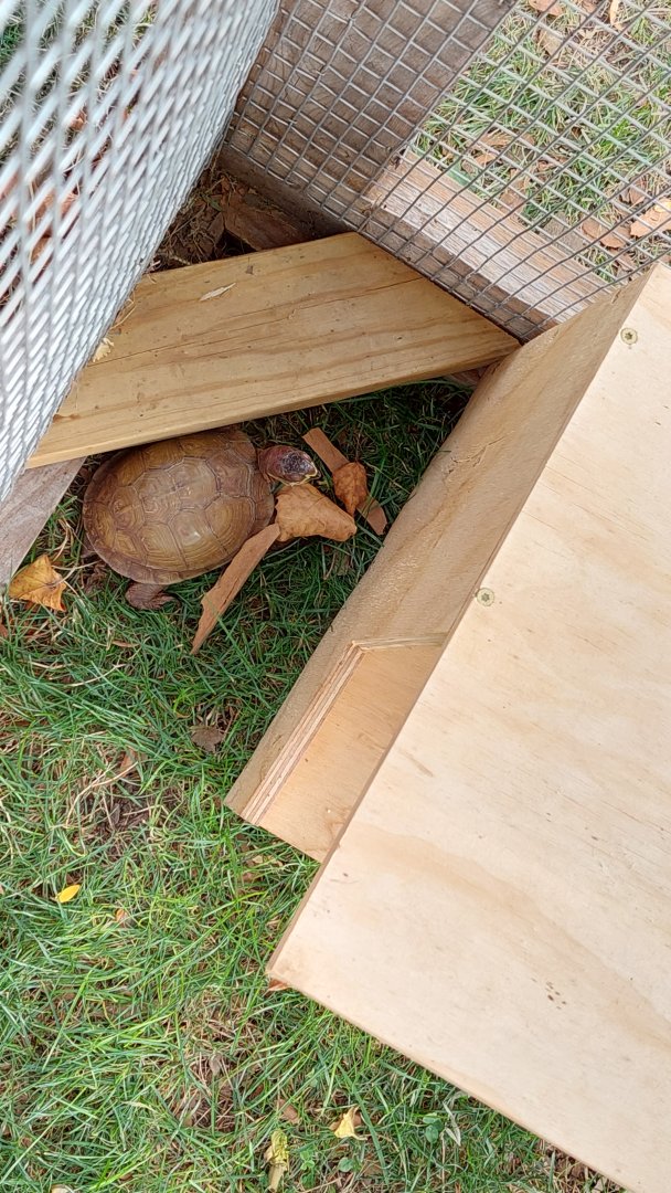 Common box turtle