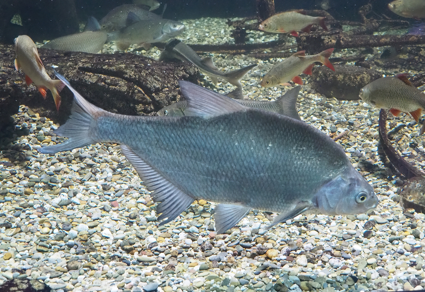 Common bream (Abramis brama), 2022-09-04