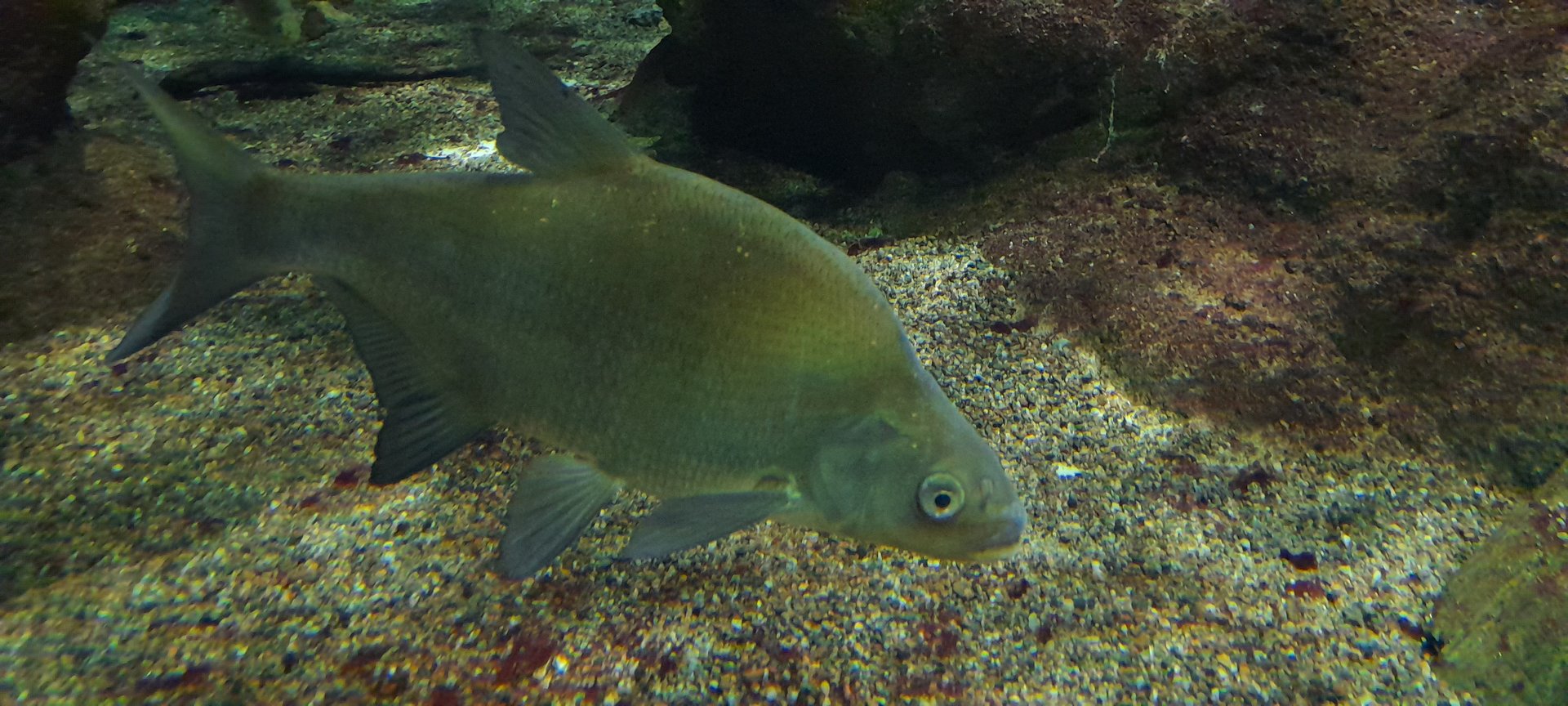 Common bream (Abramis brama)