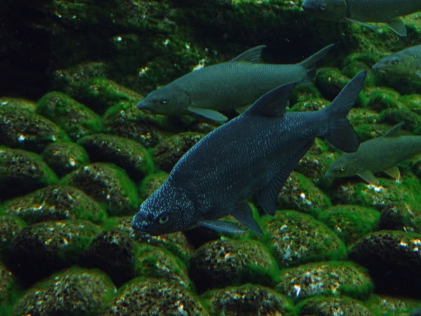 Common bream (Abramis brama)