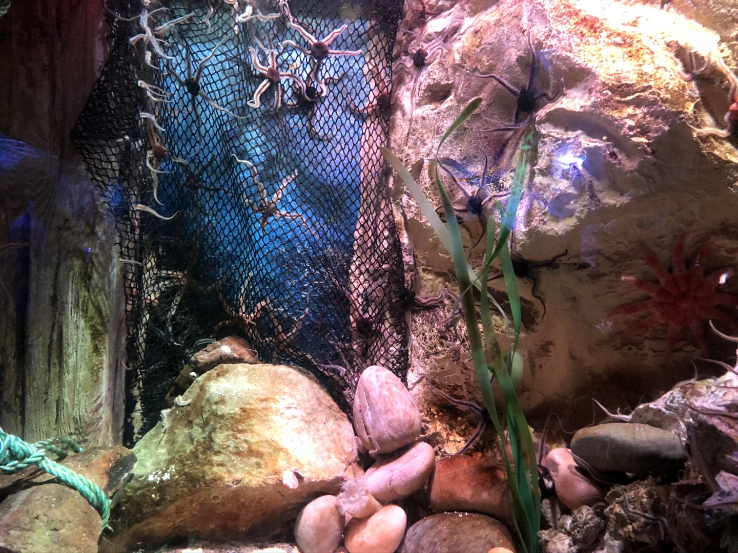 Common Brittlestar (?) Tank at SEA LIFE Blackpool (2019)