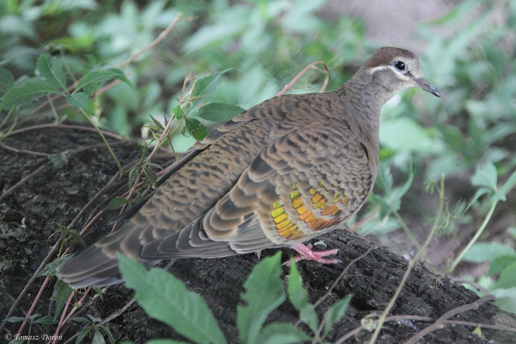 Common Bronze-winged Pigeon