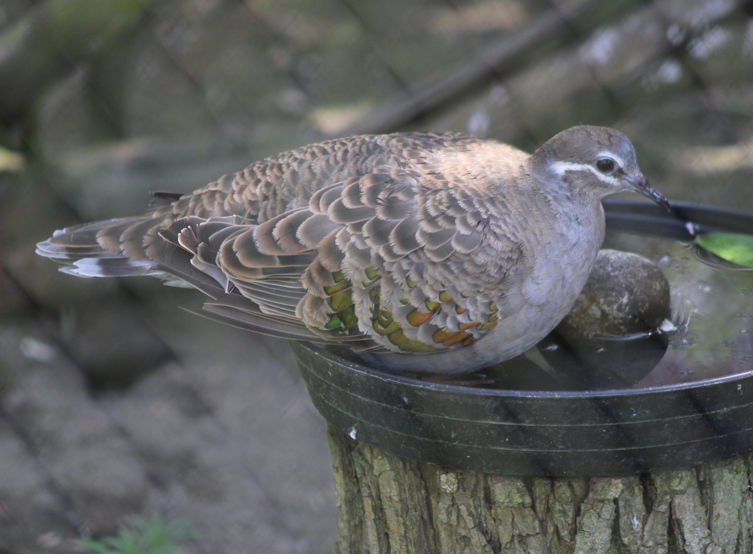 Common bronze-winged pigeon