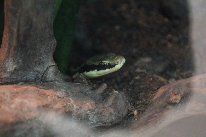 Common bronzeback (Dendrelaphis pictus) - Suraloka Interactive Zoo