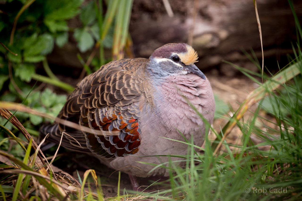 Common bronzewing : Birdland : 19 Apr 2015