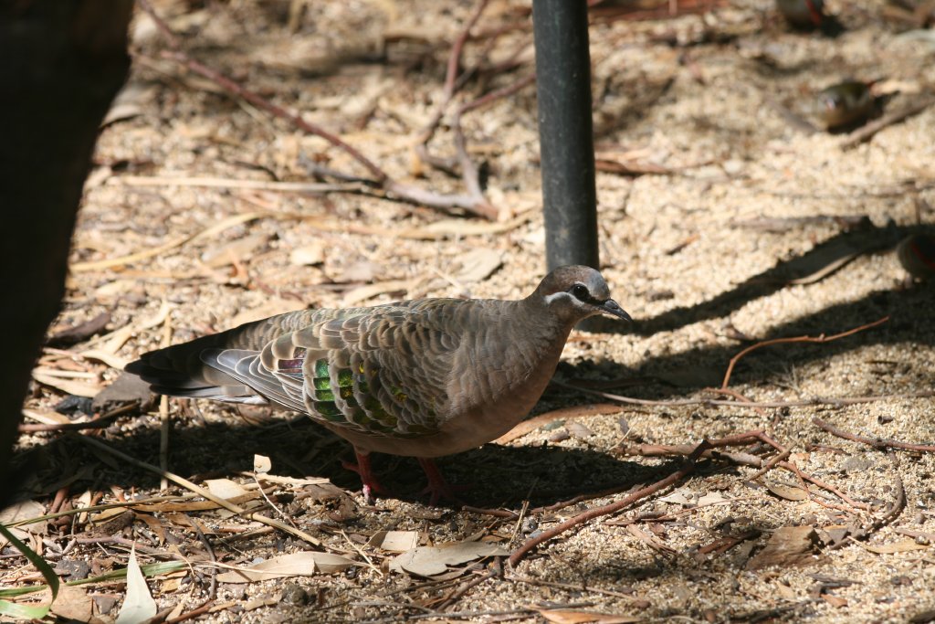 Common Bronzewing female - wild