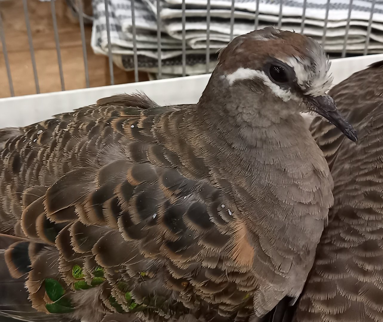 Common bronzewing - female
