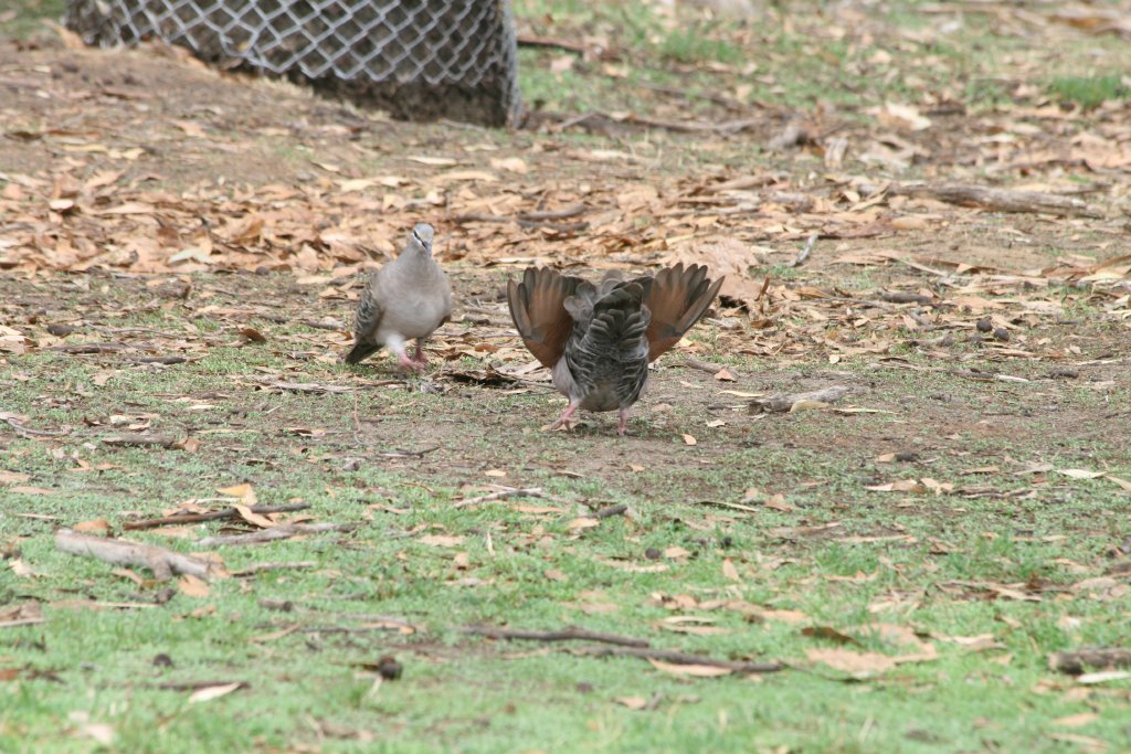 Common Bronzewing male courting female - wild