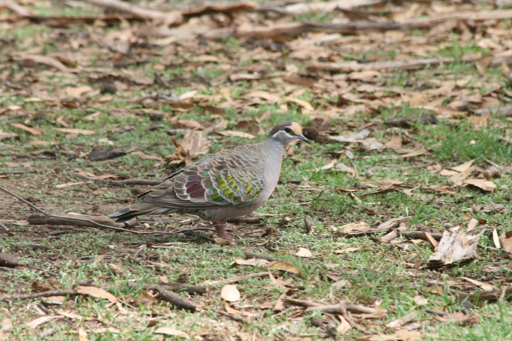 Common Bronzewing male - wild