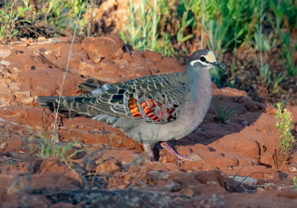 Common Bronzewing male