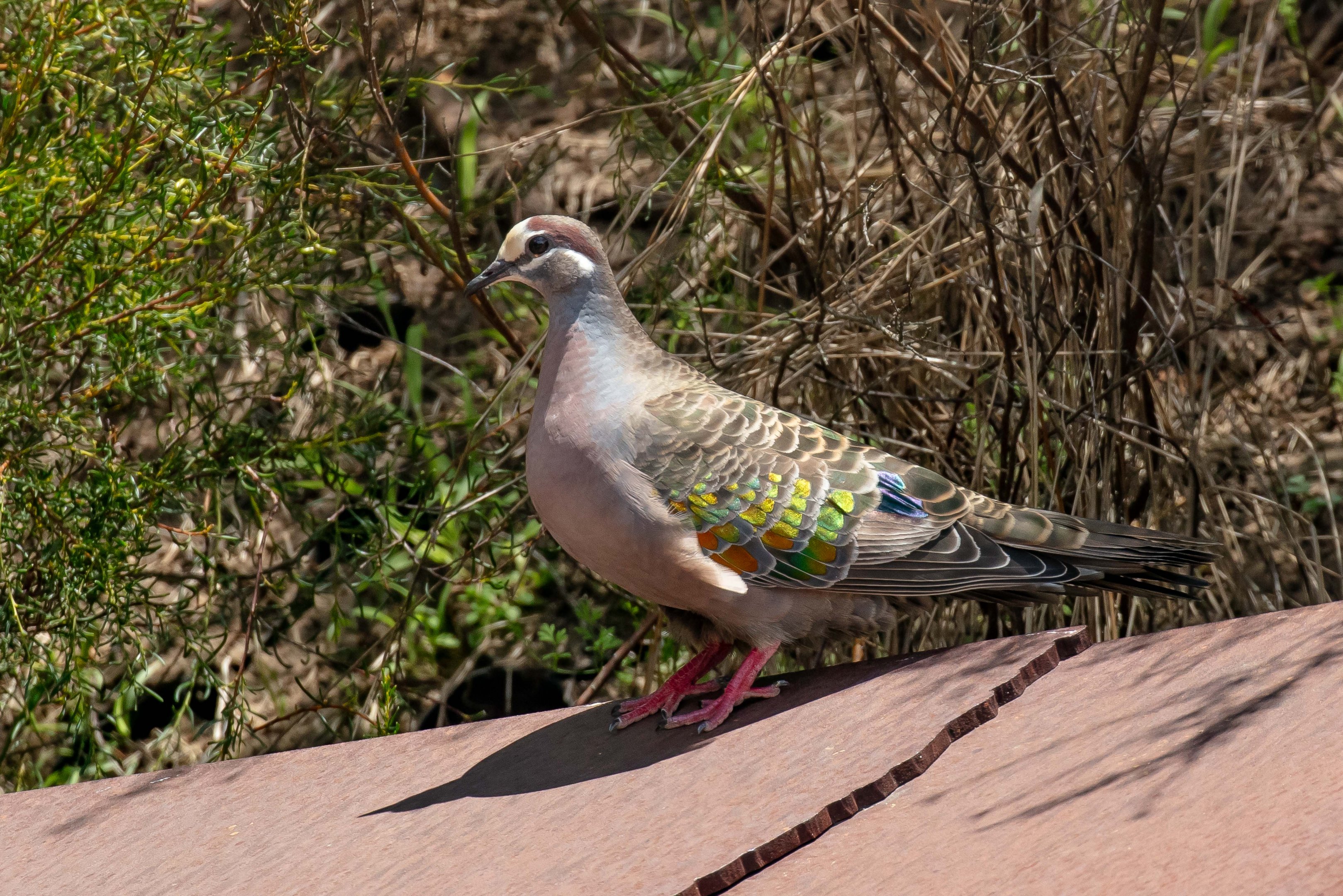 Common Bronzewing male