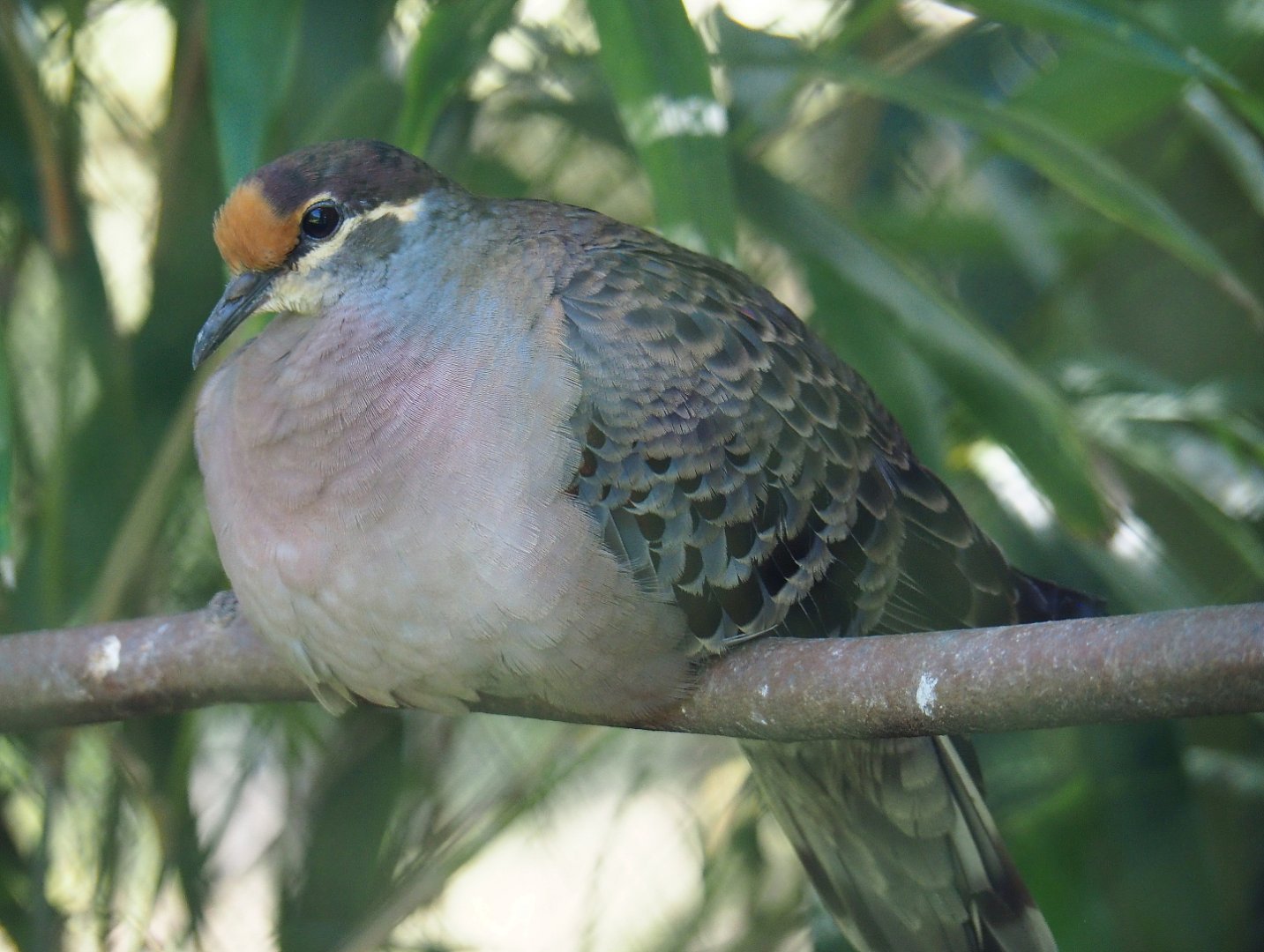 Common bronzewing (Phaps chalcoptera), 2019-06-01