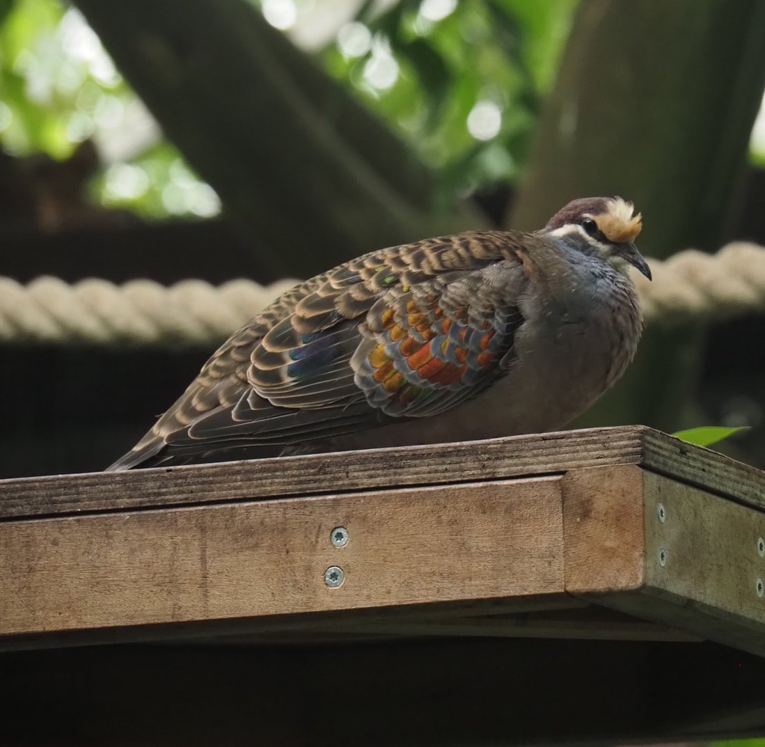 Common bronzewing (Phaps chalcoptera) In the Tropicalia greenhouse, 2025-09-01