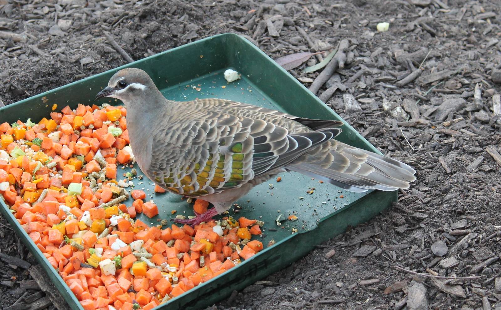 common bronzewing (Phaps chalcoptera)