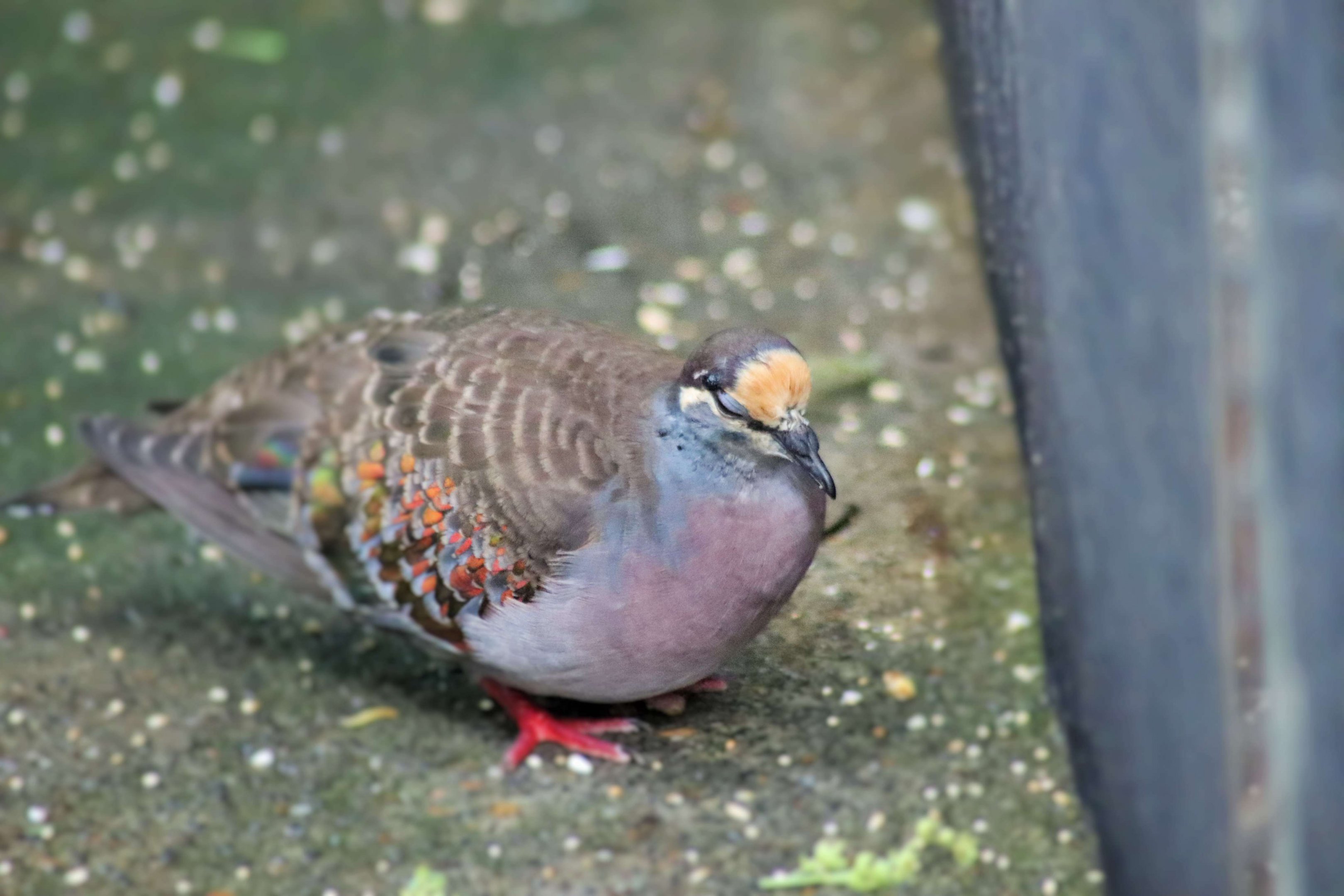 Common Bronzewing (Phaps chalcoptera)