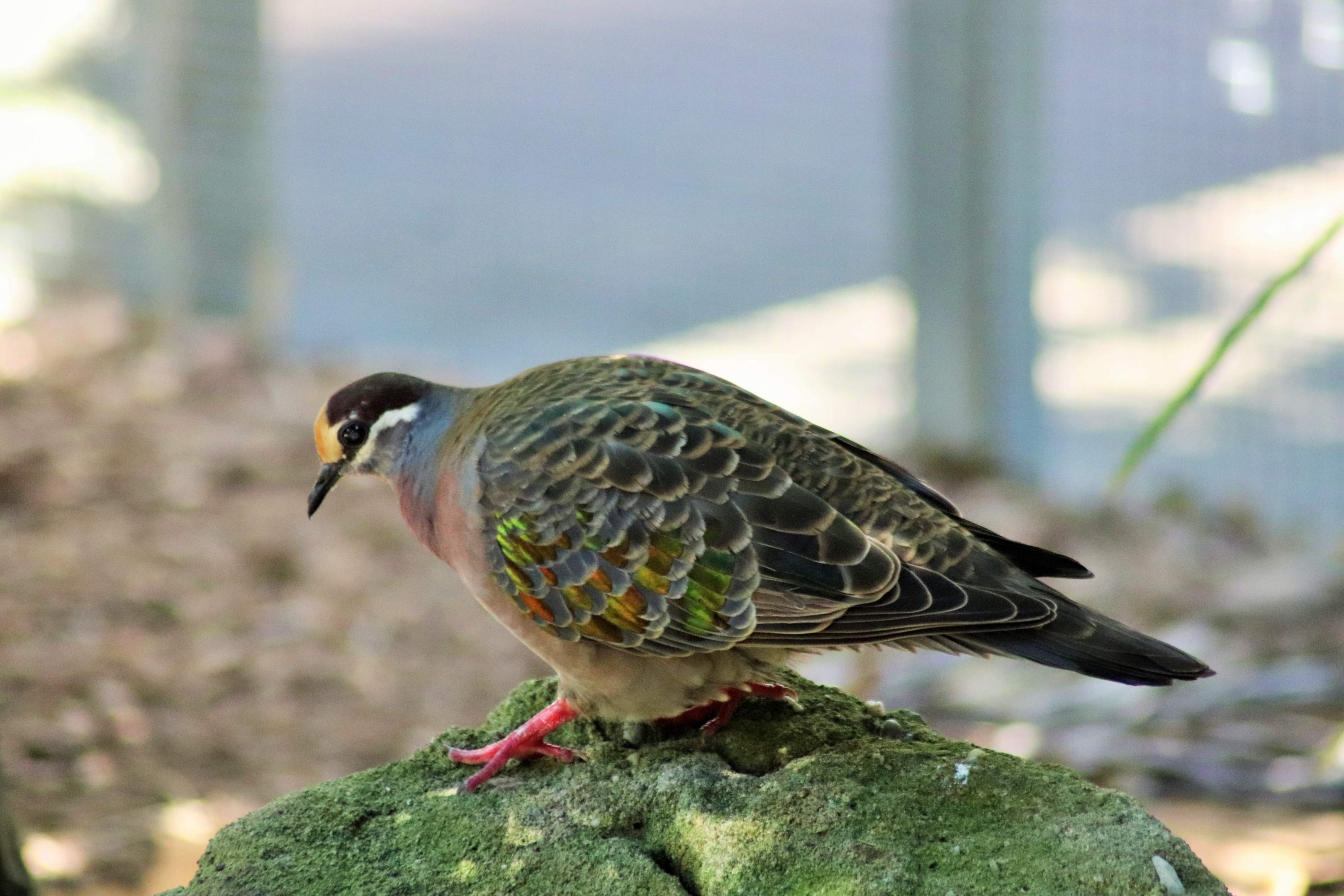 Common Bronzewing (Phaps chalcoptera)