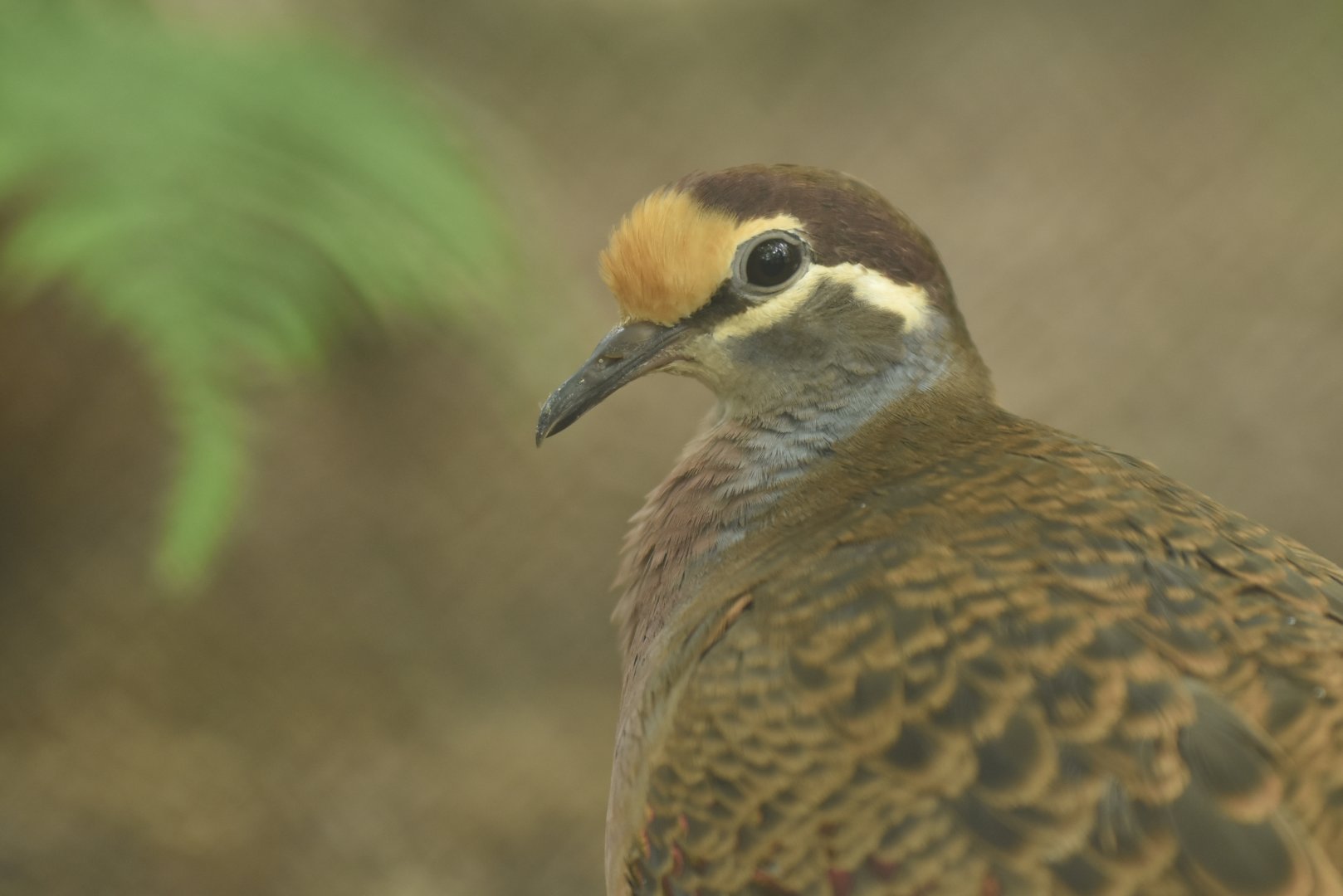 Common bronzewing (Phaps chalcoptera)