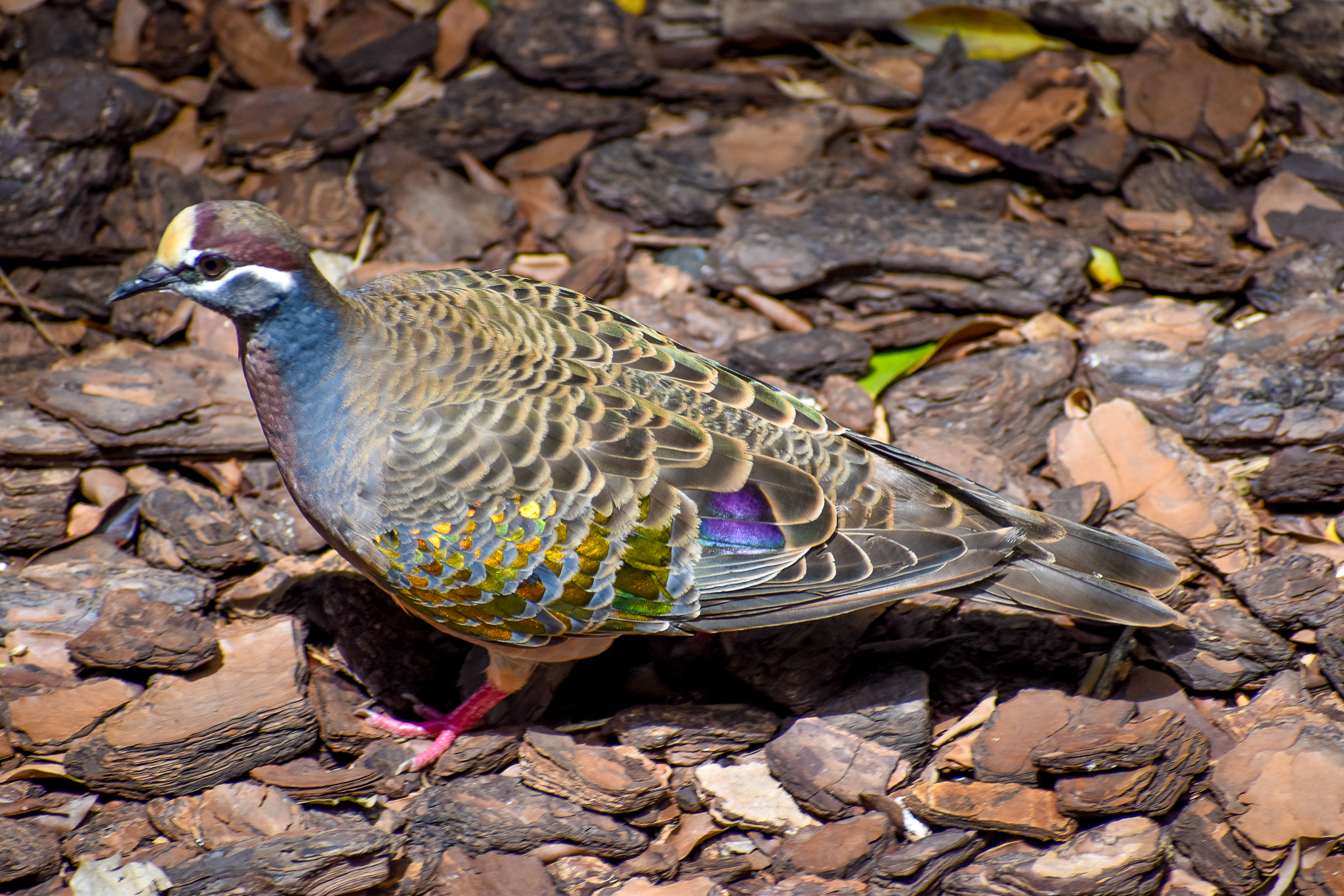 Common Bronzewing (Phaps chalcoptera)