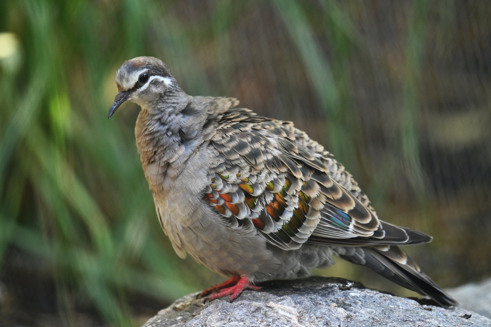 Common Bronzewing Phaps chalcoptera