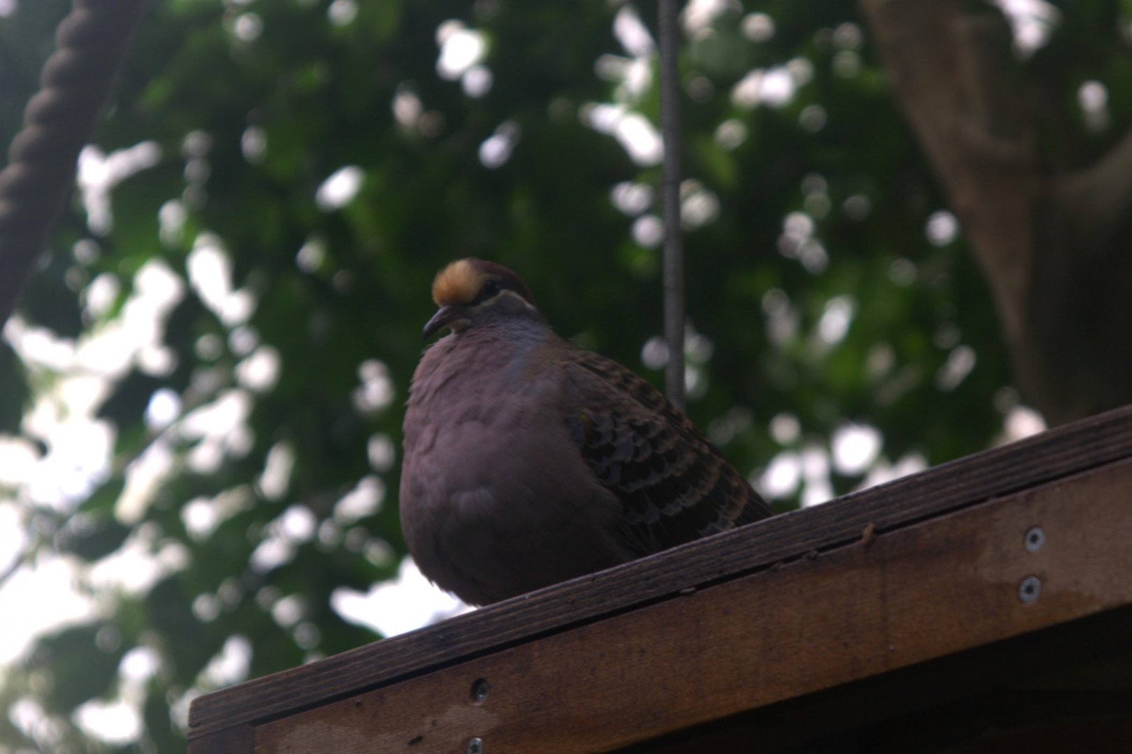 Common Bronzewing (Phaps chalcoptera)