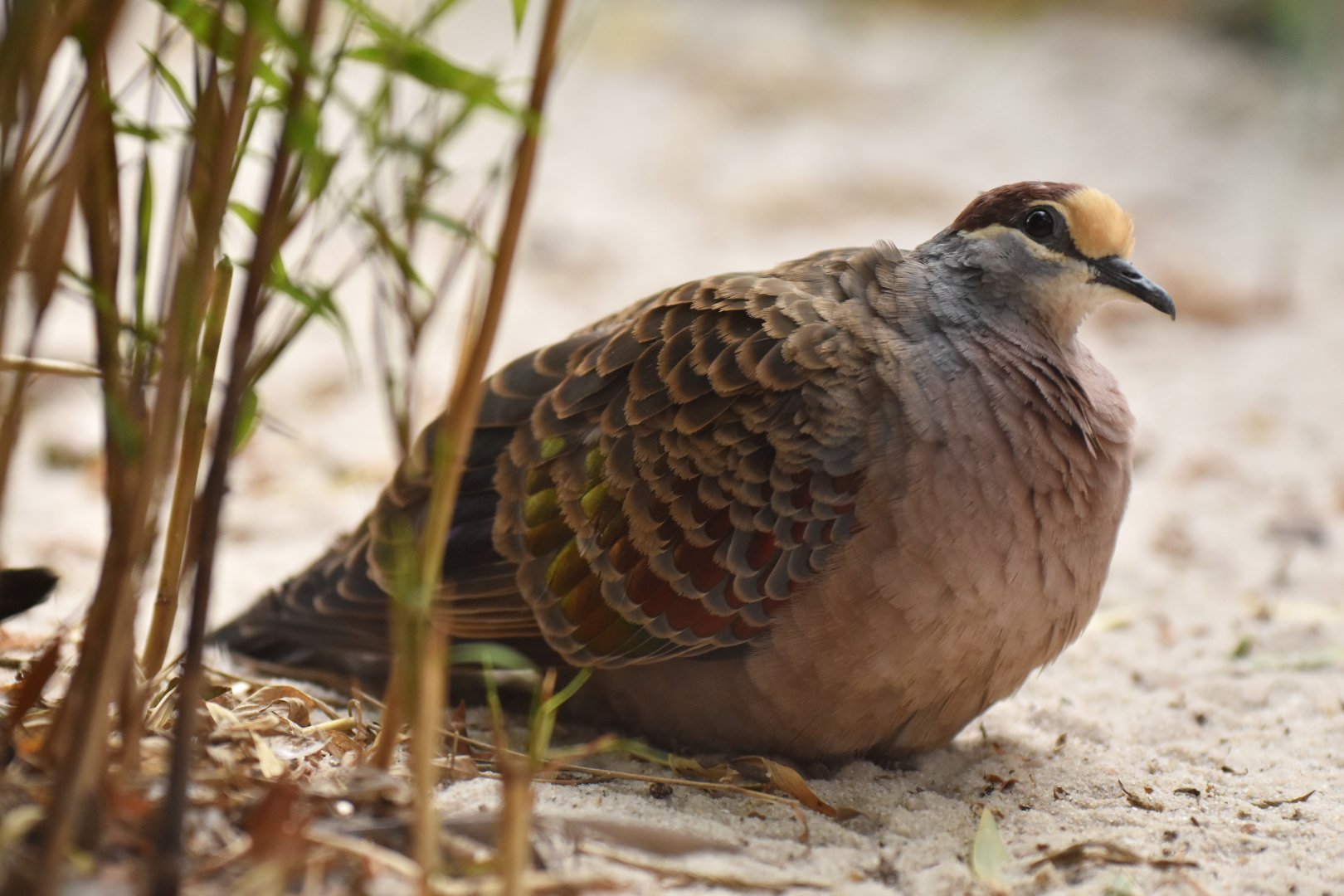 Common bronzewing Phaps chalcoptera