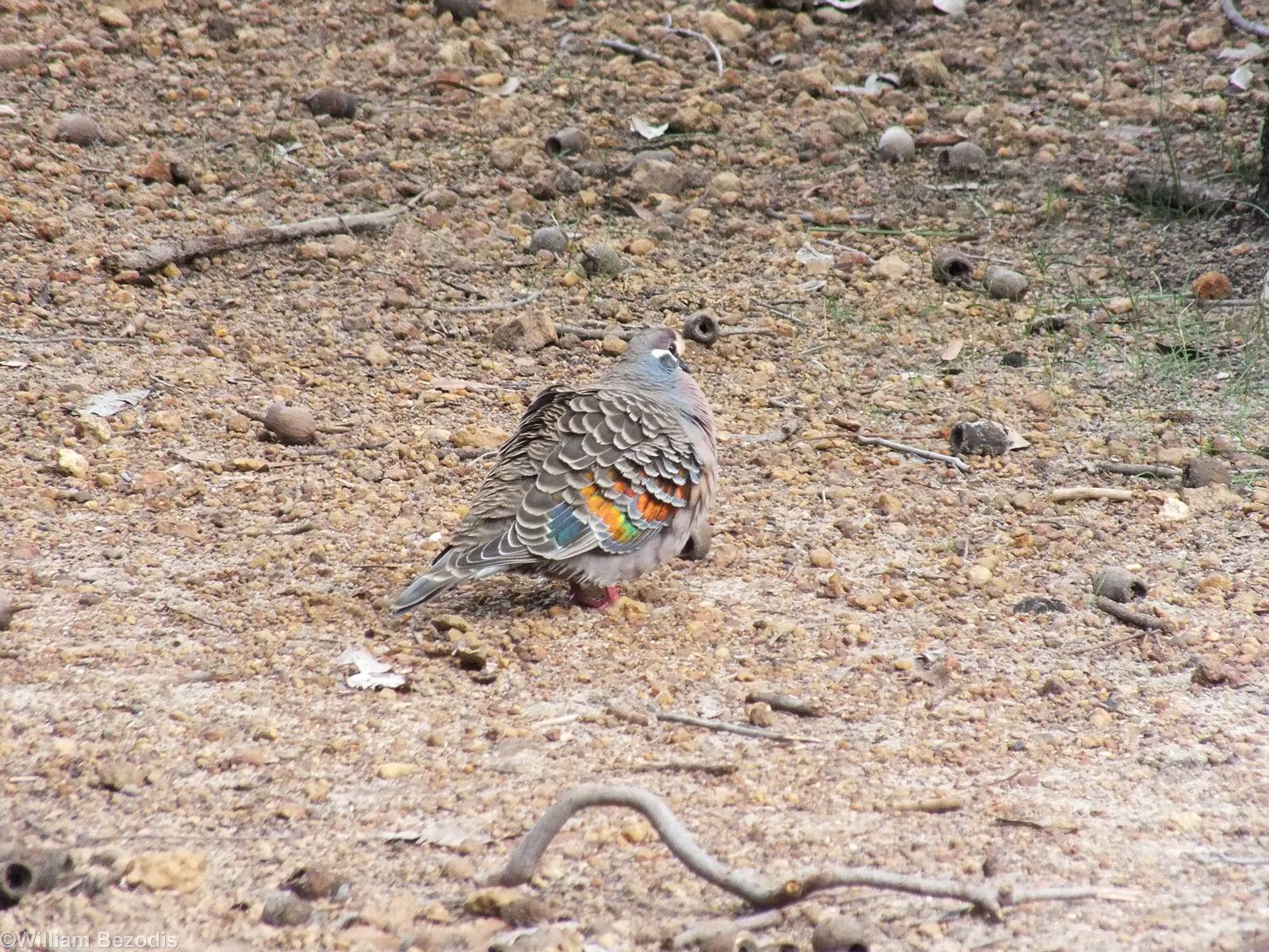 Common Bronzewing Pigeon - 2014