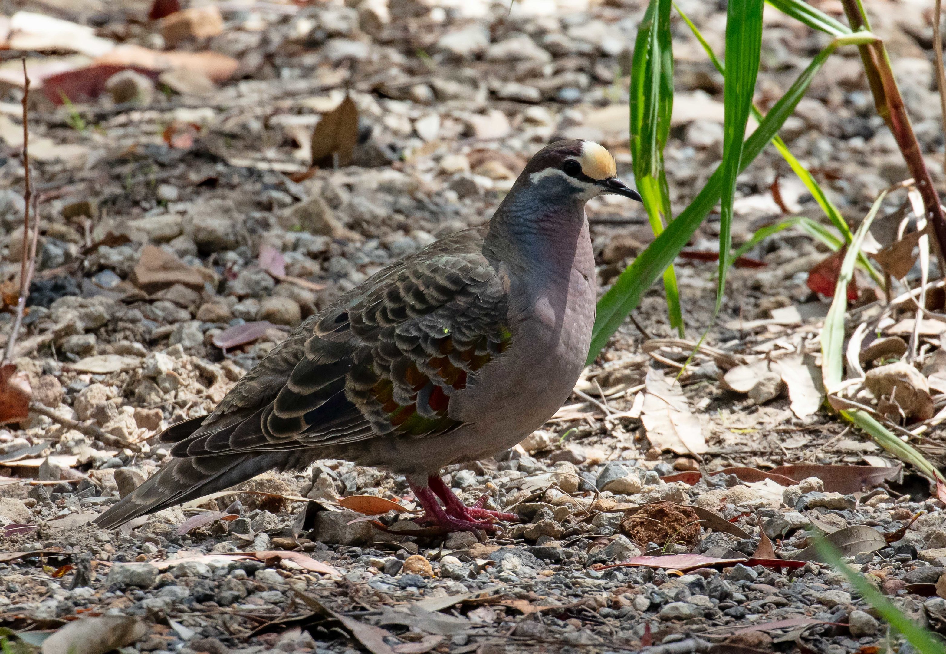 Common Bronzewing Pigeon
