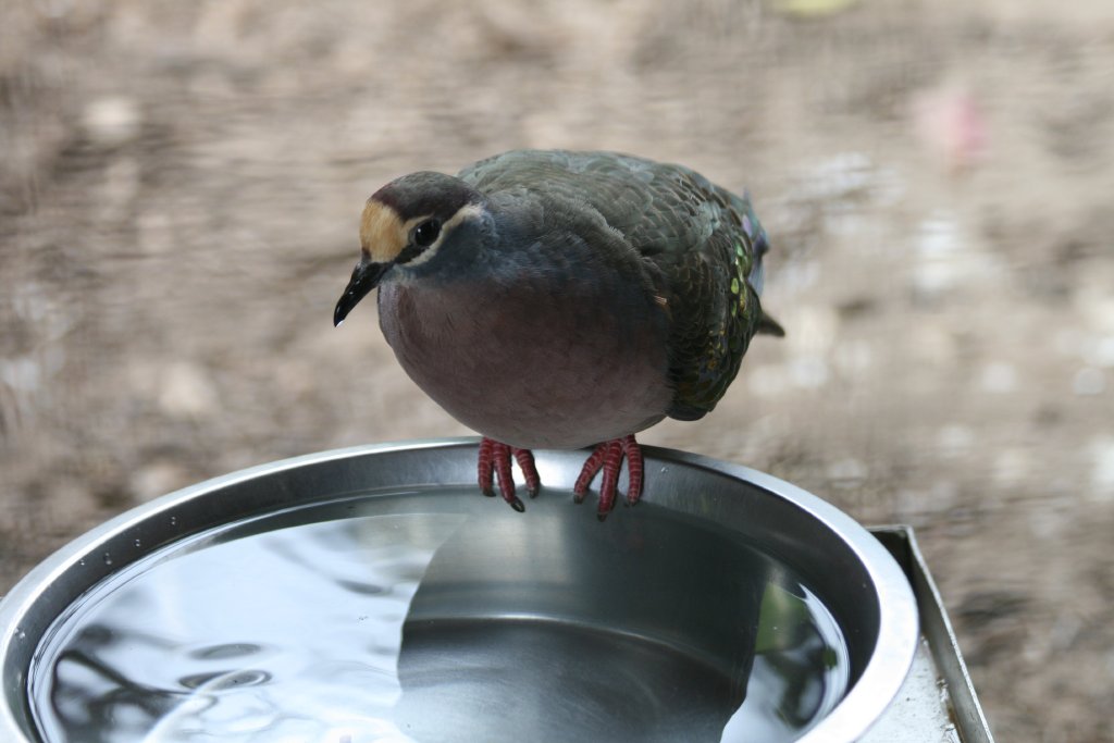 Common Bronzewing Pigeon
