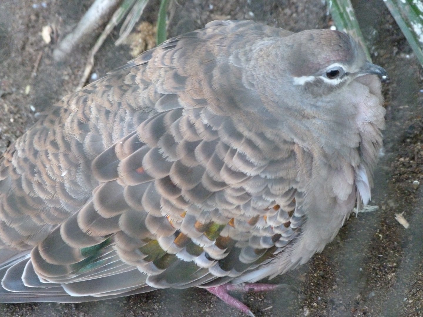 Common bronzewing -Zoo Praha (2025)